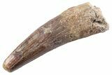 Fossil Spinosaurus Tooth - Feeding Worn Tip #360186-1
